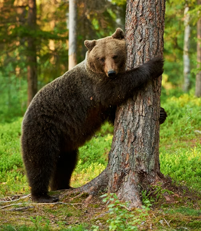 Rental backpacking gear used on forest trips